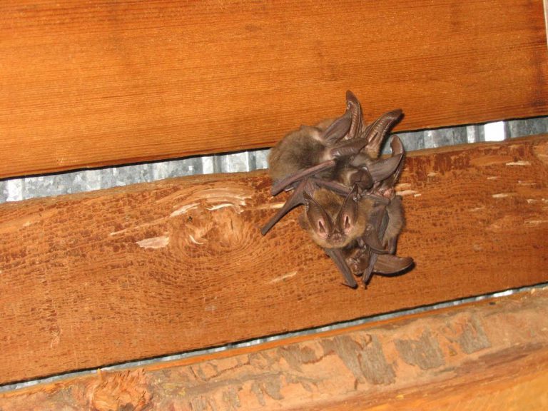 Kootenay bat counters sought