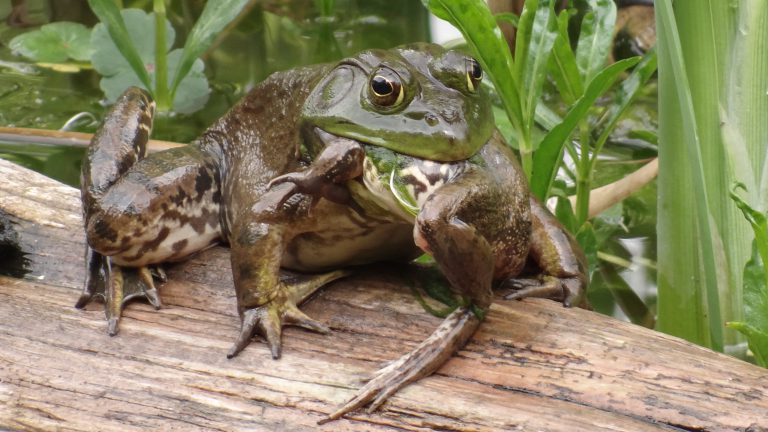American Bullfrogs invade Creston area