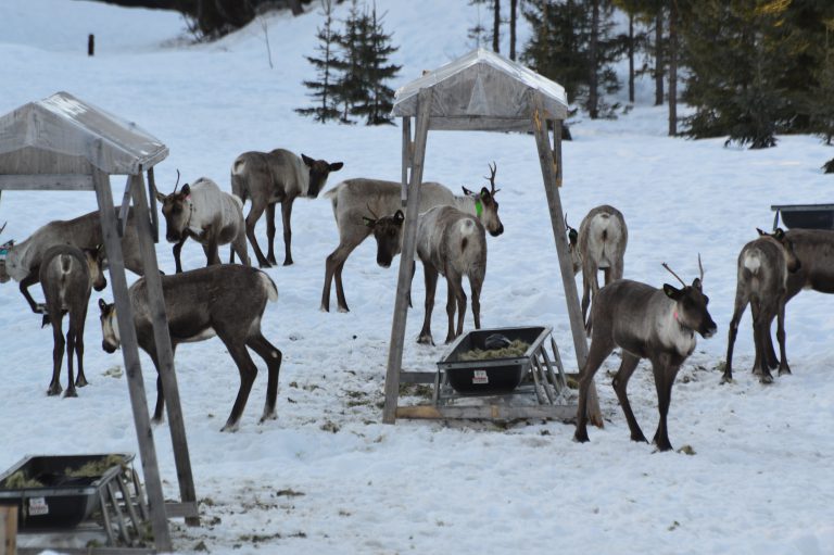 Maternal pen planned for South Selkirk caribou