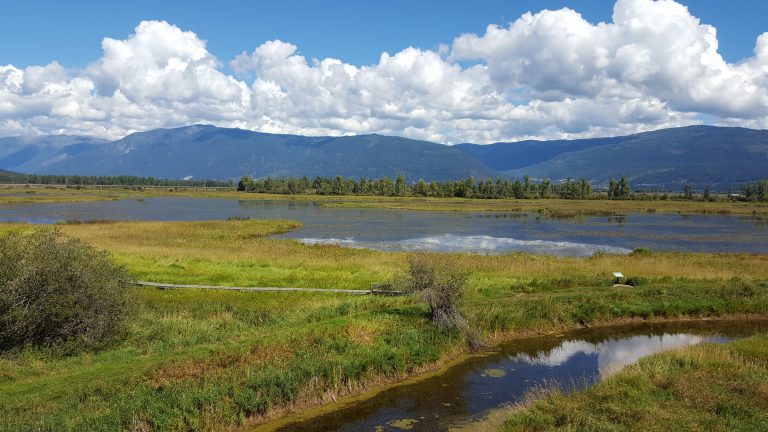 Wetland conservation project underway in the Creston Valley