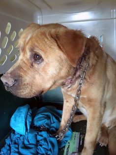 BC SPCA seeks public help to find dog owner