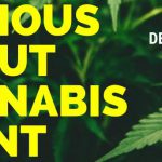 Curious About Cannabis