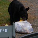 Black bear garbage bag