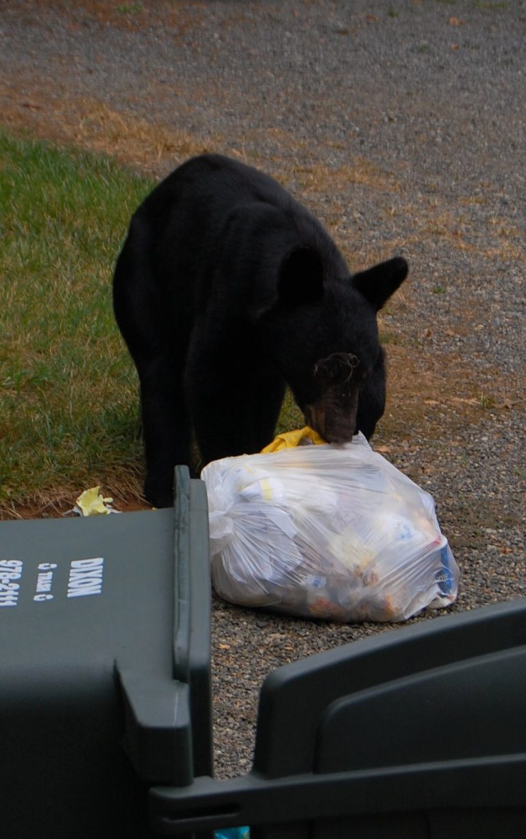 WildSafeBC reminds residents to secure garbage