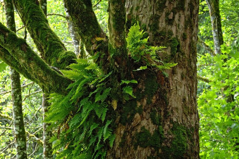 A walk among giants; Wildsight to lead walk through old-growth forest