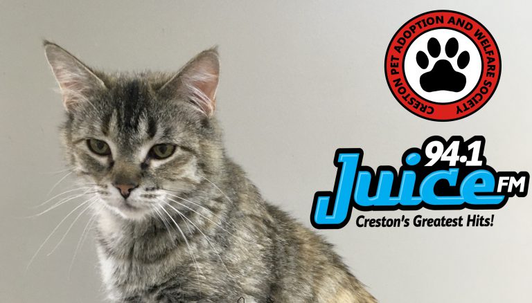 PAWS Pet of the Week: Meet Gracie