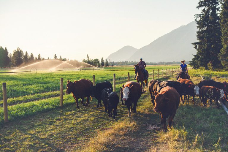 Provincial program to help B.C. farmers