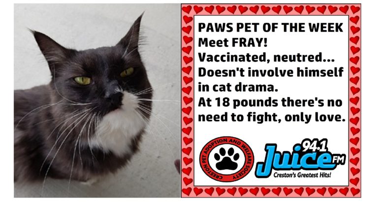 PAWS Pet of the Week: Meet Fray