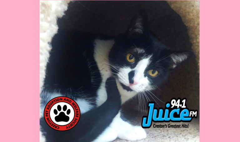 PAWS Pet of the Week: Meet Juanita