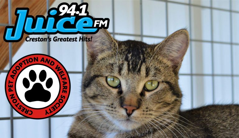 PAWS Pet of the Week: Meet Sidney