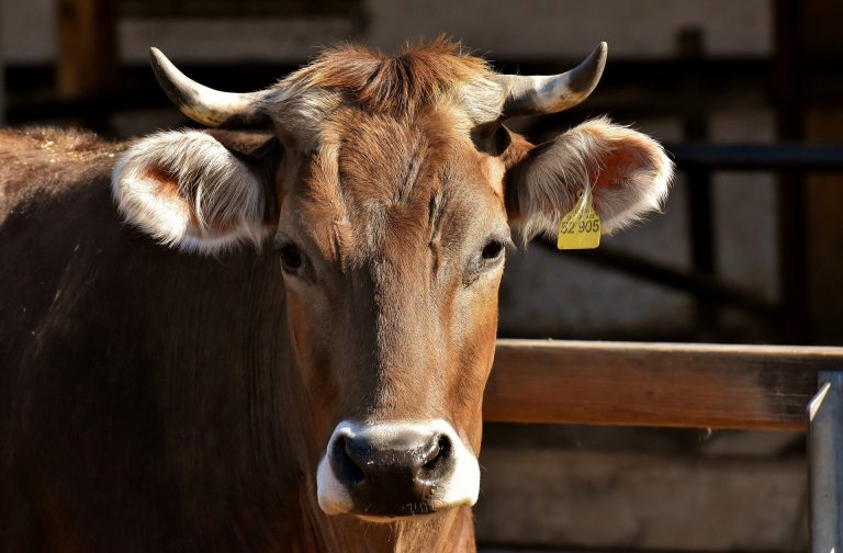 Breast-stroking bovine pulled from Kootenay River