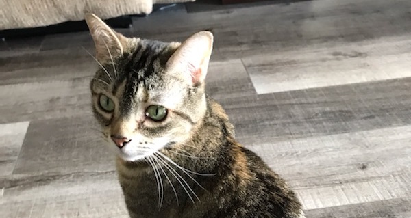PAWS Pet of the Week: Tammy