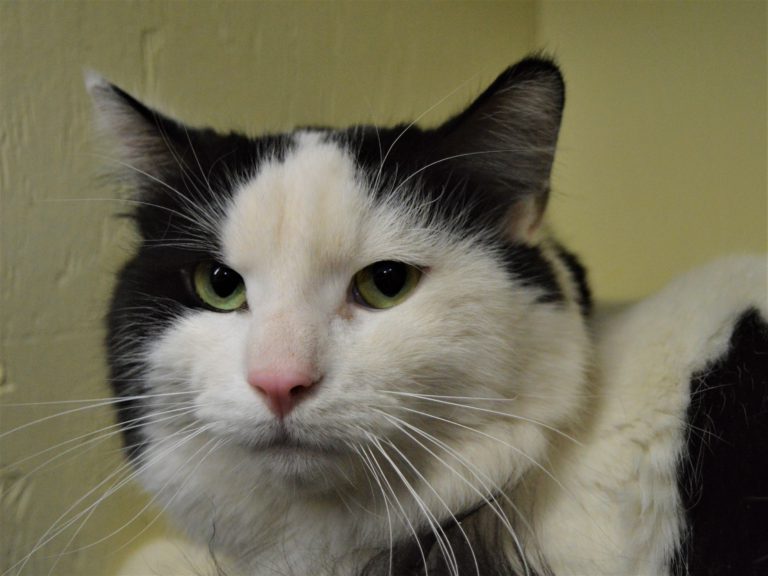 PAWS Pet of the Week: Brian