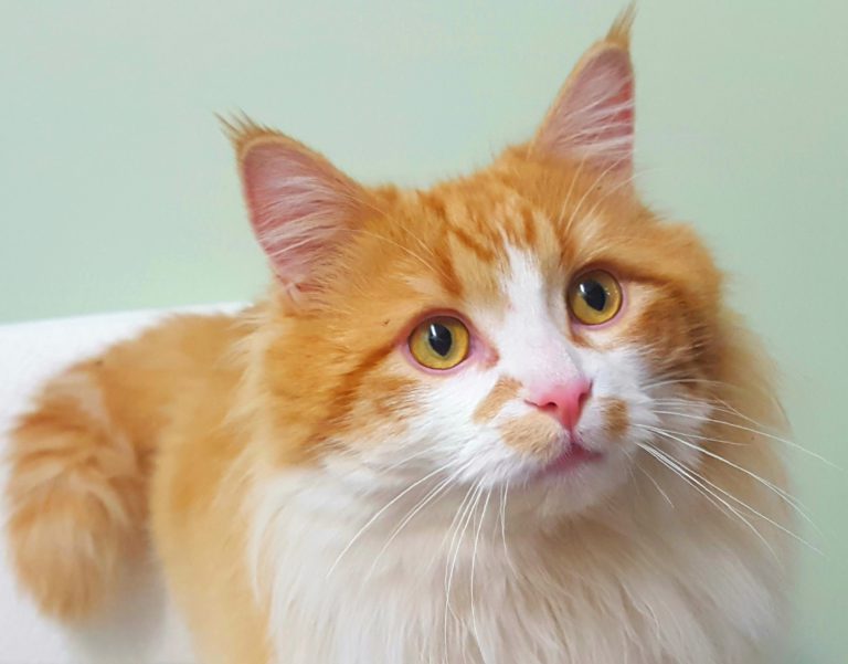 PAWS Pet of the Week: Connor