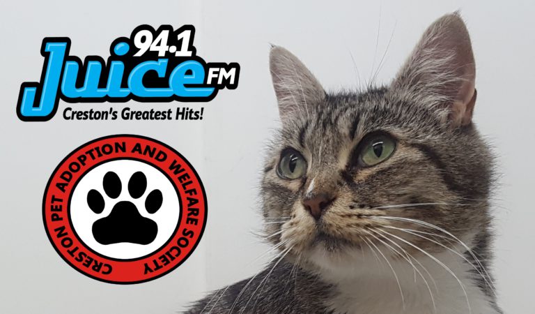 PAWS Pet of the Week: Abigail