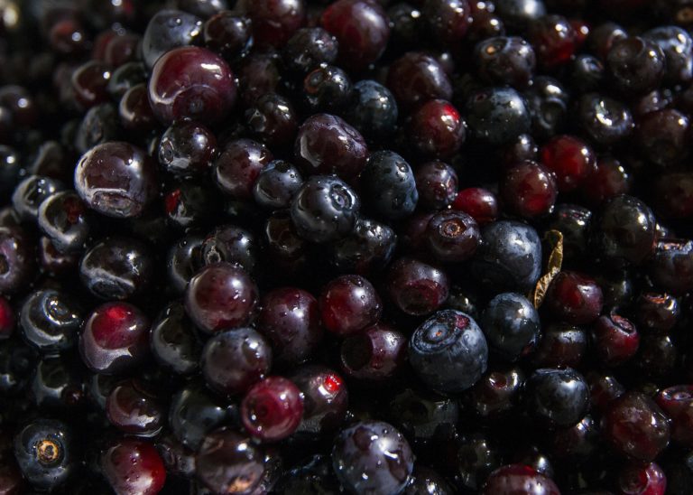 B.C. Government restricts commercial-scale huckleberry harvesting