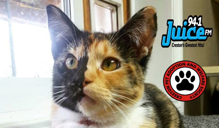 PAWS Pet of the Week: Smores