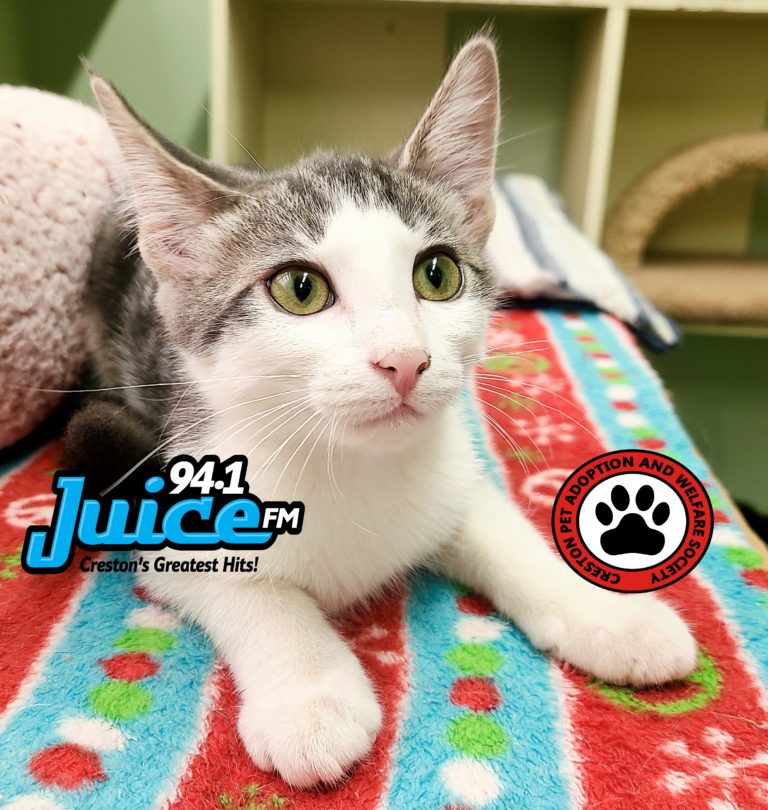 PAWS Pet of the Week: Desi