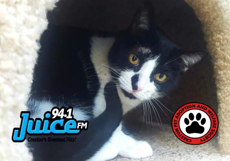 PAWS Pet of the Week: Juanita