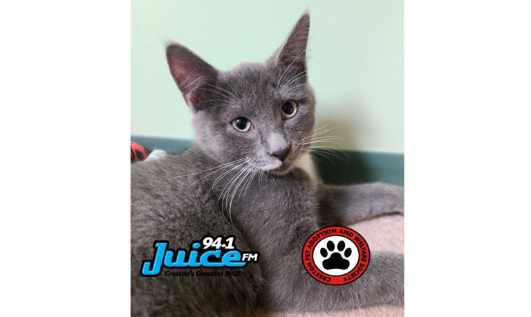 PAWS Pet of the WEEK: Keaton