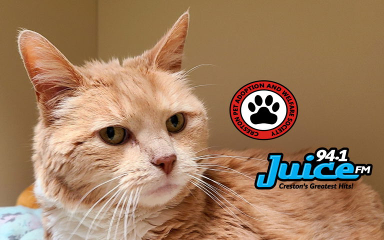 PAWS Pet of the Week: Bear… the cat