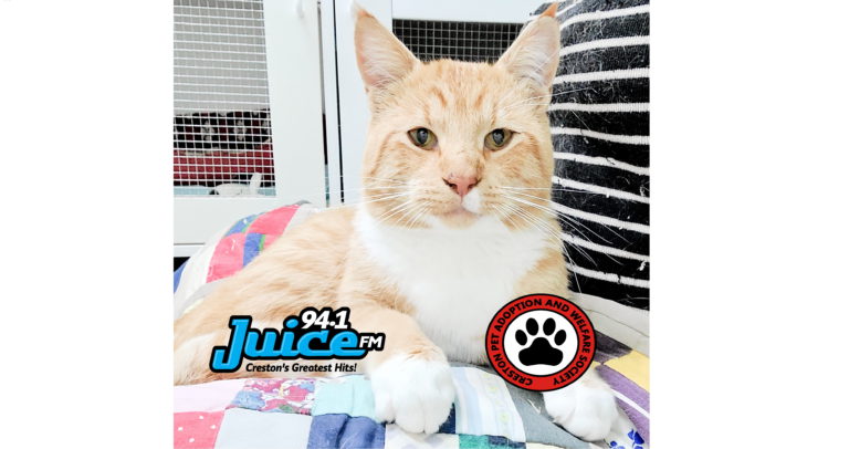 PAWS Pet of the Week: Newton