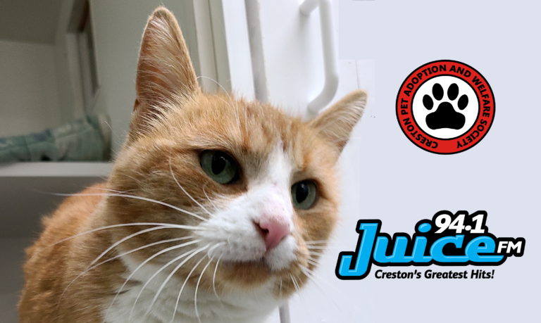 PAWS Pet of the Week: Kitcat