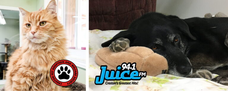 Adopt and save in Creston