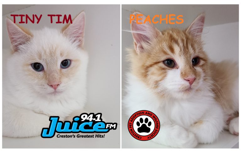 PAWS Pets of the Week: Peaches and Tiny Tim