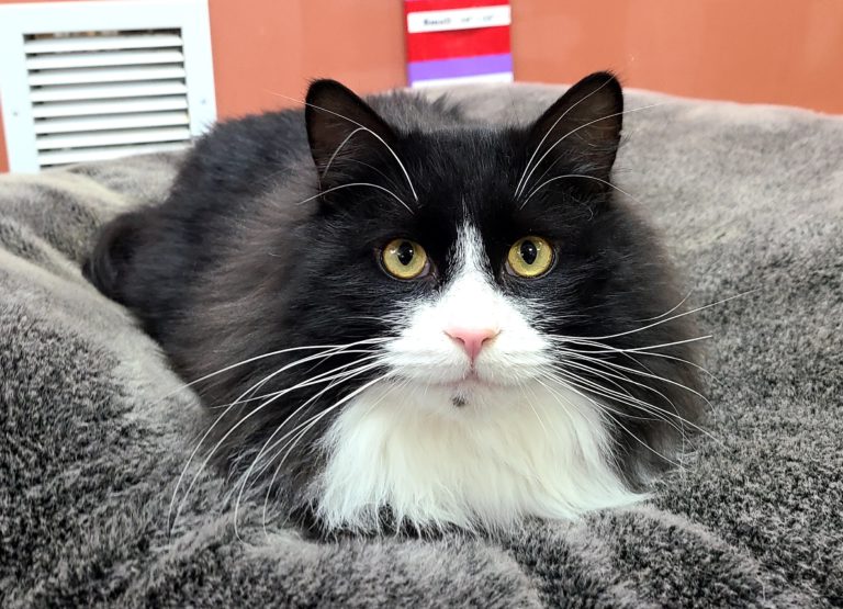 PAWS Pet of the Week: Sylvester