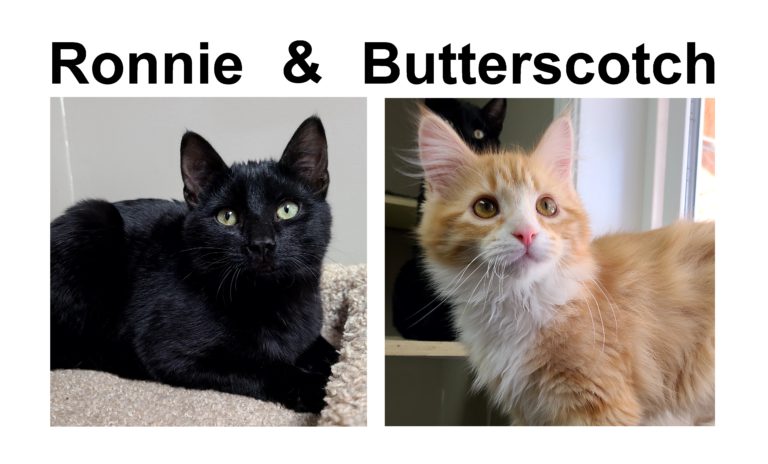 PAWS Double Feature: Ronnie and Butterscotch