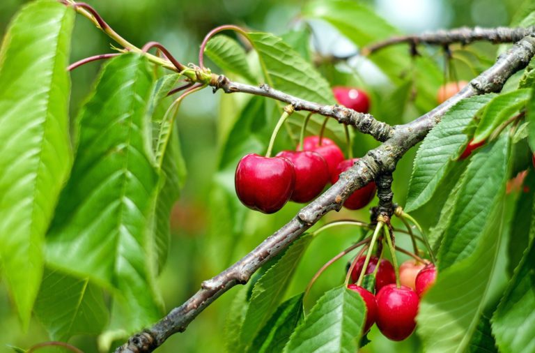 Province releases blueprint for B.C.’s tree fruit industry