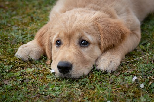 BC SPCA holding half-price adoption fees