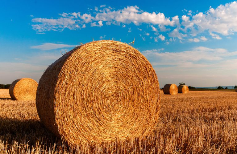 Hay shortage affecting East Kootenay farmers
