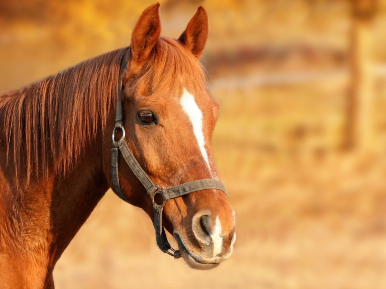 Trail RCMP deal with alleged poop flinger