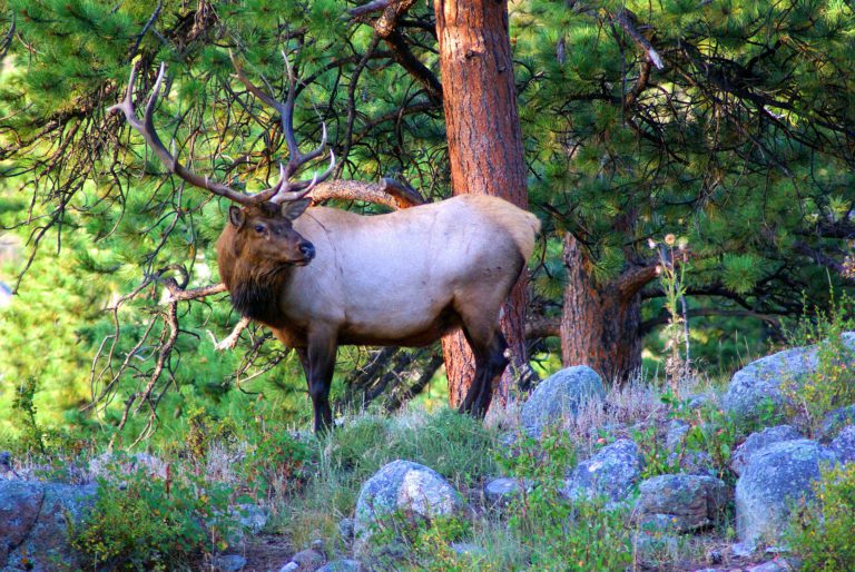 ‘Fierce’ wildlife advocate passes away at 82