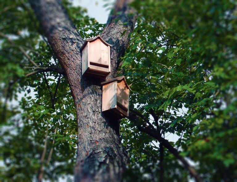Bat project seeks volunteers in Creston