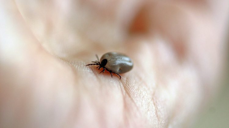 Interior Health doctors offer tips to avoid tick bites this spring