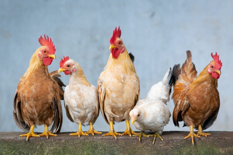 As teen recovers from avian flu, researchers stumped as cause still unknown