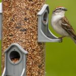 sparrow-6204860_1920