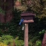 stellar jay bird feeder sv