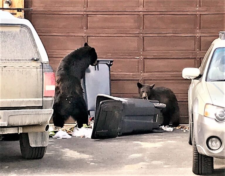 WildSafeBC warns about bears breaking into vehicles