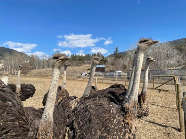 Ogling ostriches: a Creston experience