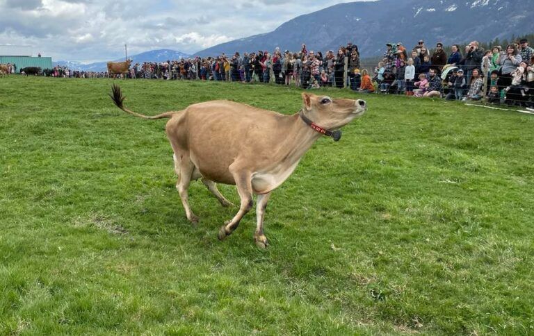 ‘Shocking’ attendance numbers at Kootenay Meadows Spring Turn Out
