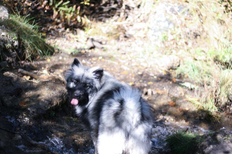 Pet owners encouraged to be responsible ahead of heat wave in the Kootenays