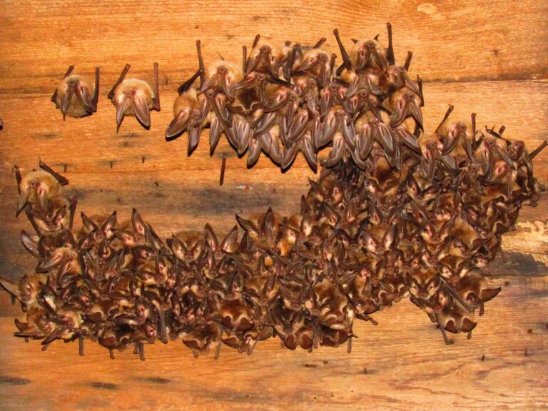 Kootenay bat count begins