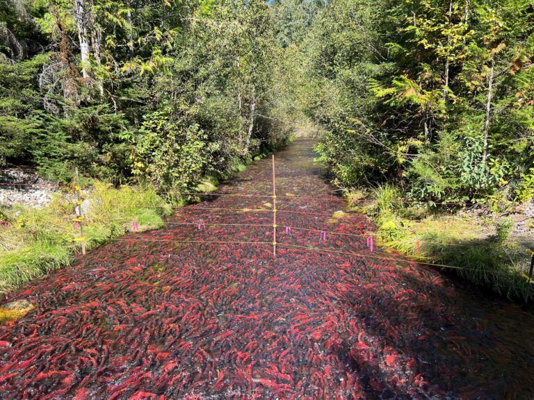 All ‘hooks’ on deck: Kokanee salmon restocking project casts off