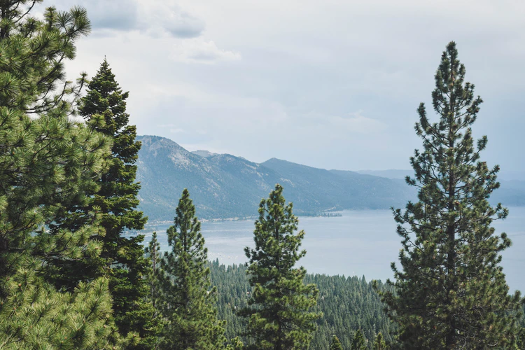 10-billionth tree for BC