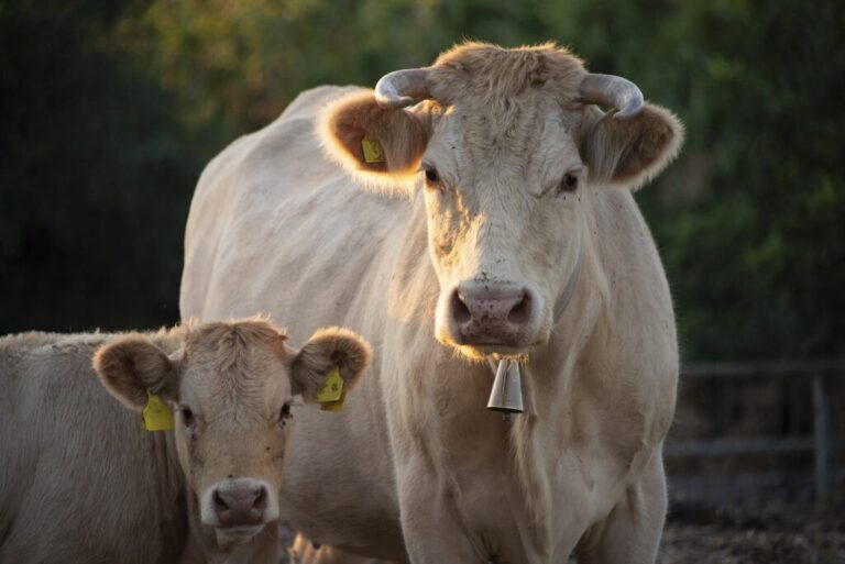 Province urges ranchers and farmers to register livestock ahead of wildfire season
